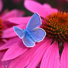 Dusky, echinacea, Colourfull Flowers, butterfly