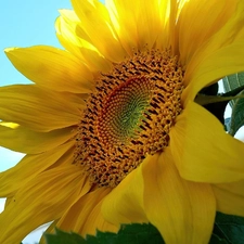 Colourfull Flowers, flakes