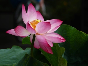 lotus, Colourfull Flowers, Leaf, bloom