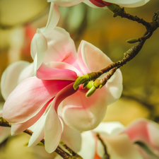 twig, Colourfull Flowers, Magnolia, flower