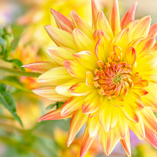 Dalia, Colourfull Flowers, Yellow Honda