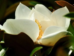 White, Colourfull Flowers, Leaf, Magnolia