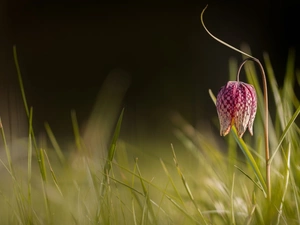 grass, Colourfull Flowers, Fritillaria meleagris