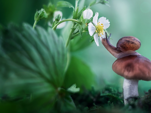Mushrooms, Colourfull Flowers, strawberries, snail