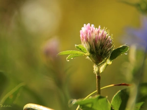 Pink, Colourfull Flowers, drops, trefoil