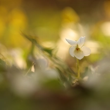 White, Colourfull Flowers, rapprochement, violet