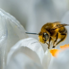 bee, Colourfull Flowers, Close, White