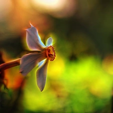 Fractalius, narcissus, Colourfull Flowers