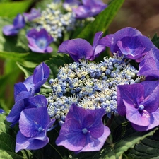 Colourfull Flowers, hydrangea