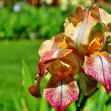 Colourfull Flowers, iris