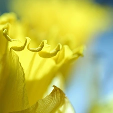 jonquil, Yellow, Colourfull Flowers