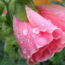 Colourfull Flowers, mallow