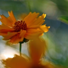 Coreopsis, Orange, Colourfull Flowers