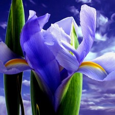 Colourfull Flowers, iris