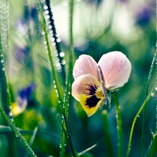 Colourfull Flowers, pansy