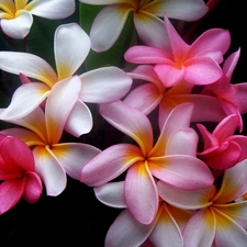 Colourfull Flowers, Plumeria