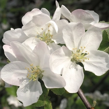 Colourfull Flowers, Plums