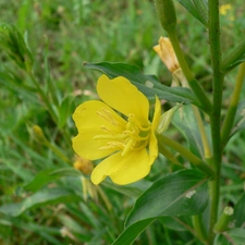 Colourfull Flowers, primrose, Leaf, Yellow, stalk