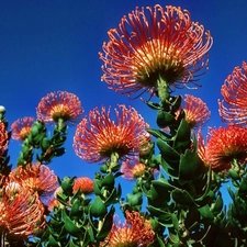 Protea, exotic, Colourfull Flowers