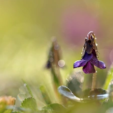 Colourfull Flowers, Spring, Fragrant, Violet, violet