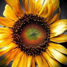 Colourfull Flowers, sunflower