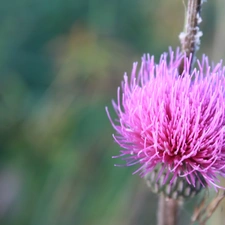 teasel, Pink, Colourfull Flowers