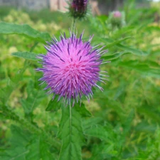 thistle, Violet, Colourfull Flowers