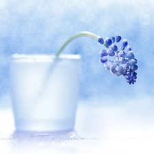 Colourfull Flowers, vase, Muscari, blue, decoration