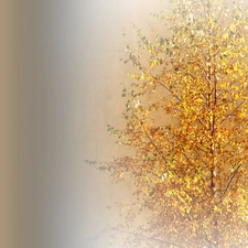 trees, Autumn, Colours, birch-tree
