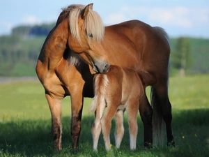 Colt, bloodstock, Mare