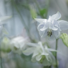 Colourfull Flowers, White, columbine