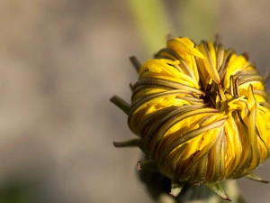 Common Dandelion, bud