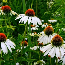 Flowers, echinacea