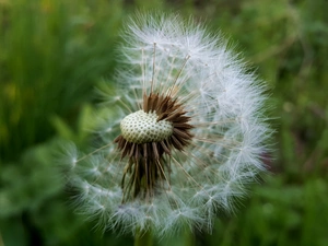 Common Dandelion, dandelion