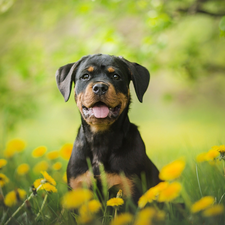 Puppy, Meadow, Common Dandelion, Rottweiler