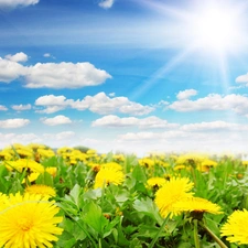 Spring, Sky, Common Dandelion, Meadow