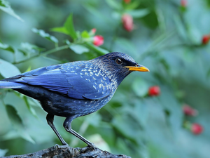 Common Starling