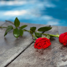 composition, roses, Bench