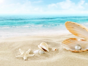 starfish, pearl, sea, composition, Sand, Shells