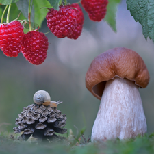 snail, cone, boletus, raspberries, Mushrooms