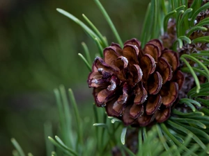 Close, Twigs, needle, cone