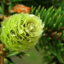 cone, dew, conifer, Green, twig