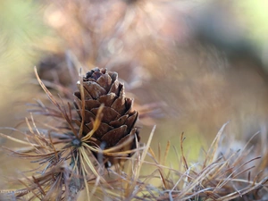 cone, larch
