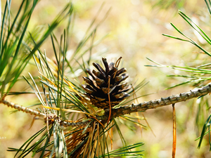 cone, pine, twig