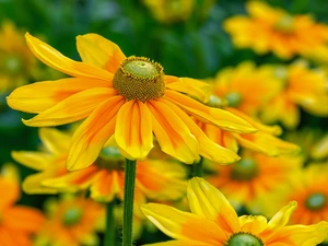 Yellow, Green-headed Coneflower, blurry background, Flowers