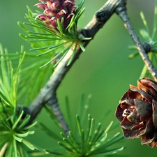 needles, christmas tree, cones