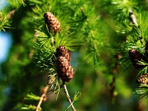 cones, twig, conifer