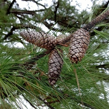 cones, branch, pine