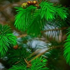 trees, pine, conifer, Twigs