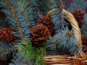 Twigs, cones, basket, conifer